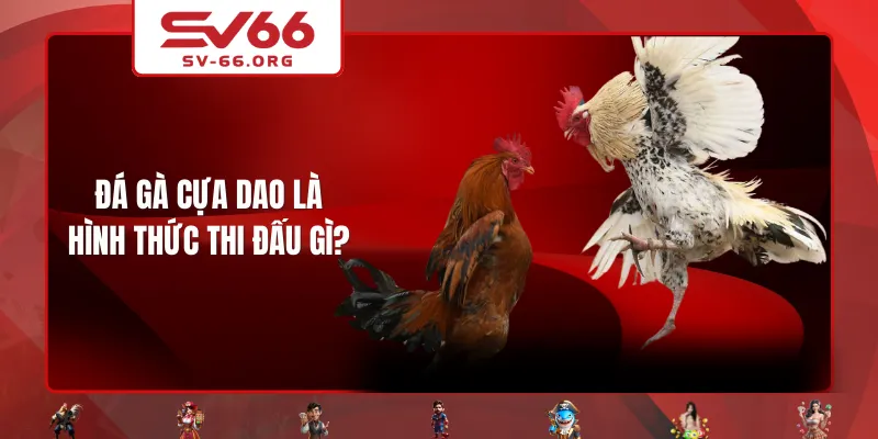 Đá gà cựa dao là hình thức thi đấu gì?
